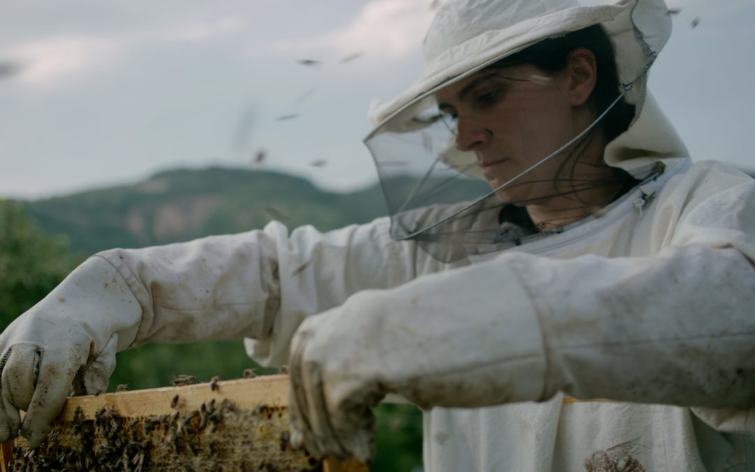 Hive